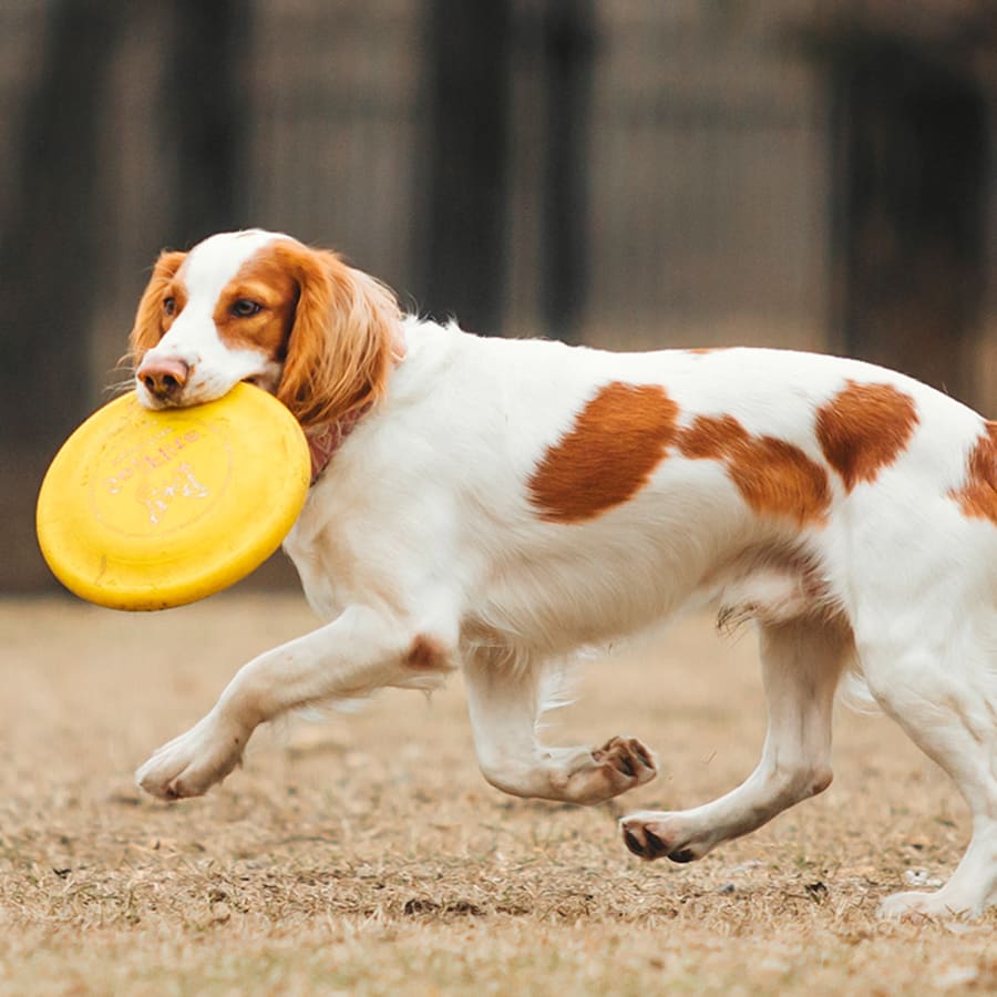 Pet Dental Care & Surgery | Dog Dentist in Norristown