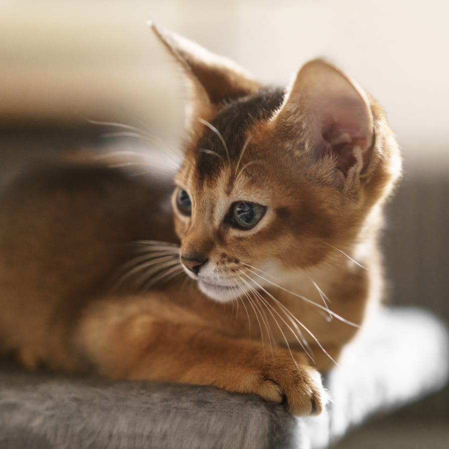 Veterinary Wellness Exams in Norristown | Cat & Dog Checkups