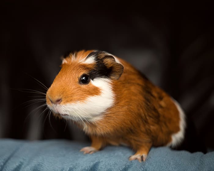 Small Mammal Veterinary Care in Norristown | Exotic Pet Vet